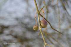 Capparis decidua